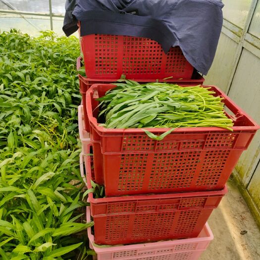 上海空心菜（基地常年供应各类应季蔬菜）