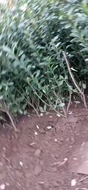 临朐县 大叶黄杨基地对外批发