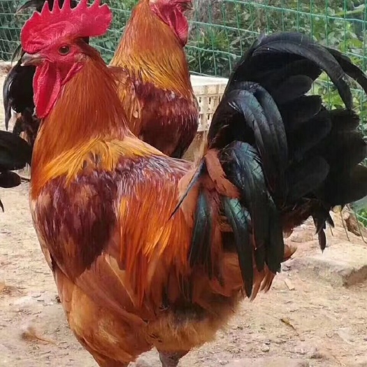 衡阳土鸡苗，青脚土鸡苗，成活率高，抗病力强，厂家直销，