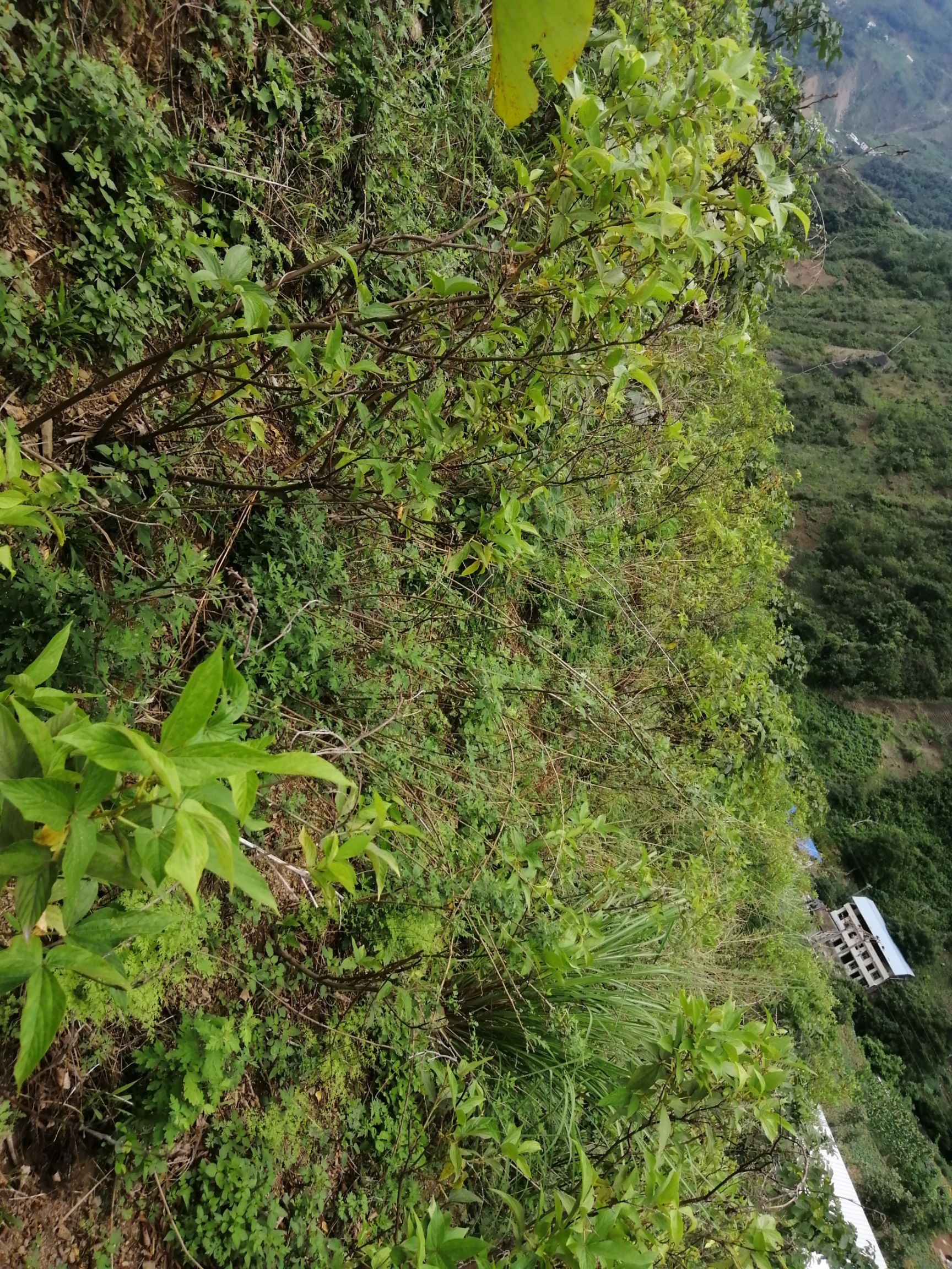  本地有大量千斤拔，整片山都是这种药材，的