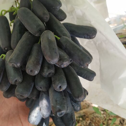 弥勒市蓝宝石葡萄，甜如蜜，现摘现发，产地直发！欢迎来电咨询