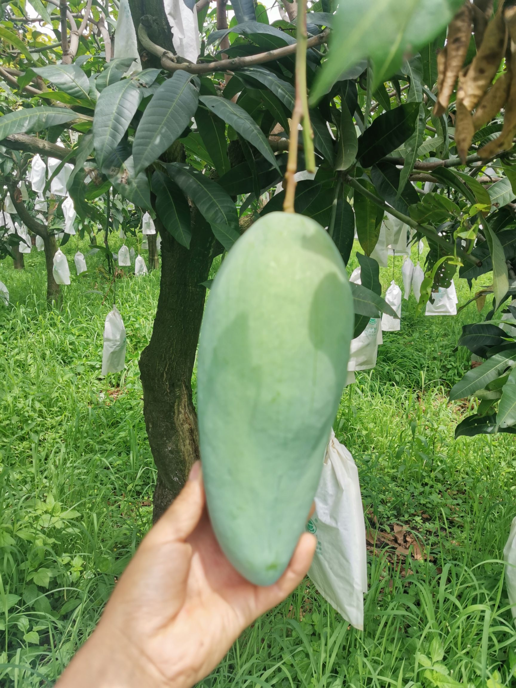 攀枝花金煌芒果 大青芒 支持一件代发  整车出货