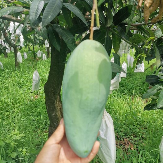 攀枝花金煌芒果 大青芒 支持一件代发  整车出货