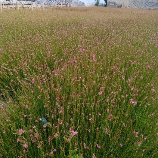 青州市扶芳藤 常年备有各类草花、宿根地被、绿化苗木、水生植物等数百个品种