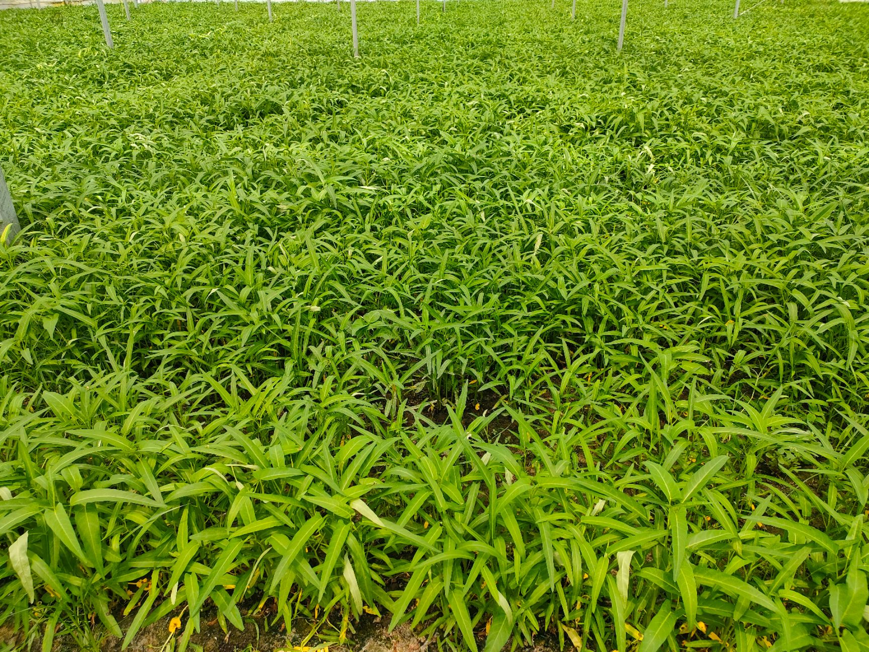 空心菜（基地常年供应各类应季蔬菜）