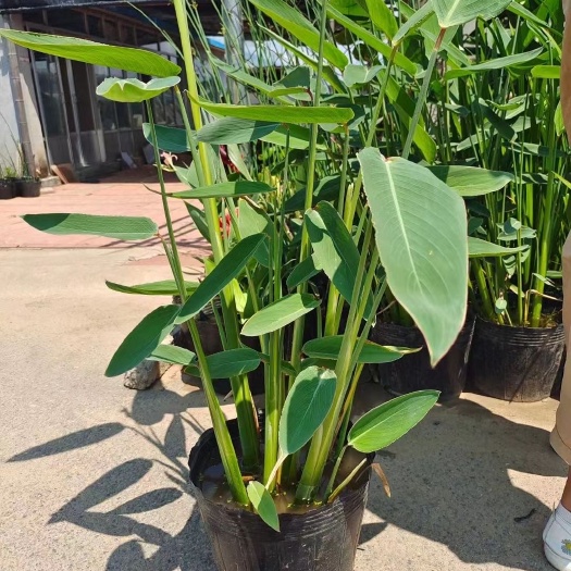  水生植物 再力花 农户直发  品质保证价格低 不同高度