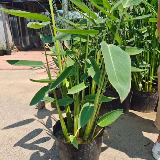 青州市 水生植物 再力花 农户直发  品质保证价格低 不同高度