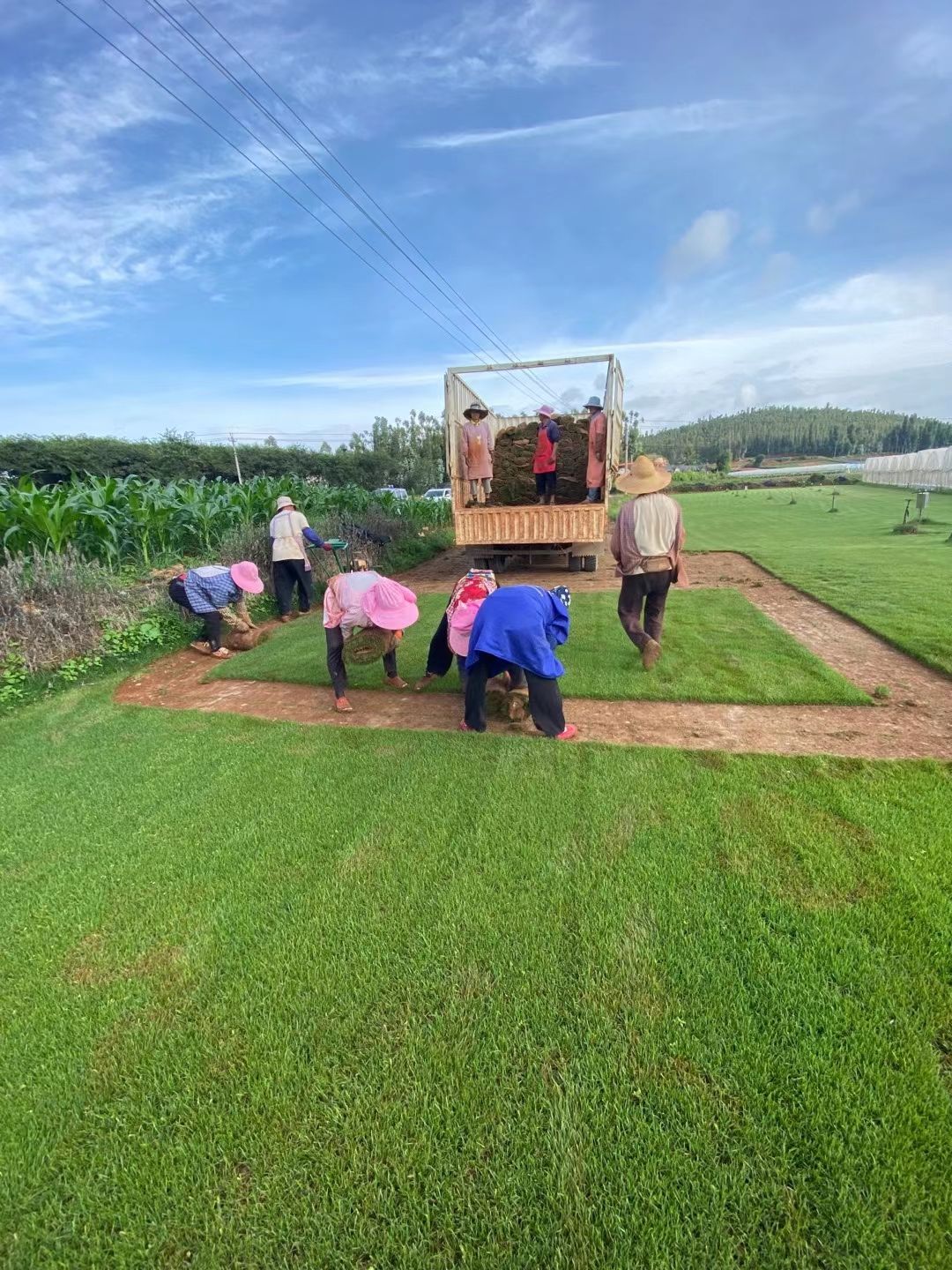 混播草坪 绿化草坪