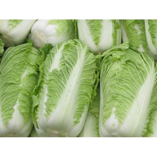 黄心大白菜  【基地直供】精品大白菜上市，基地直销天然无公害绿色蔬菜