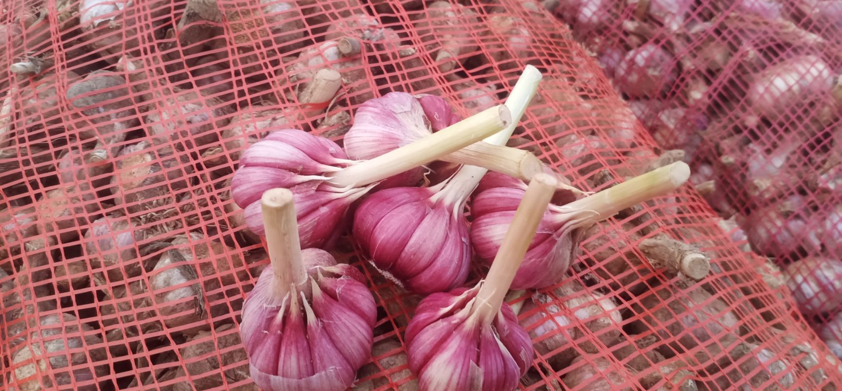 大蒜種子  蒜苗種子，四季紅根蒜苗種子，免費(fèi)提供技術(shù)