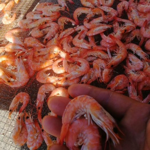 惠东县 虾干