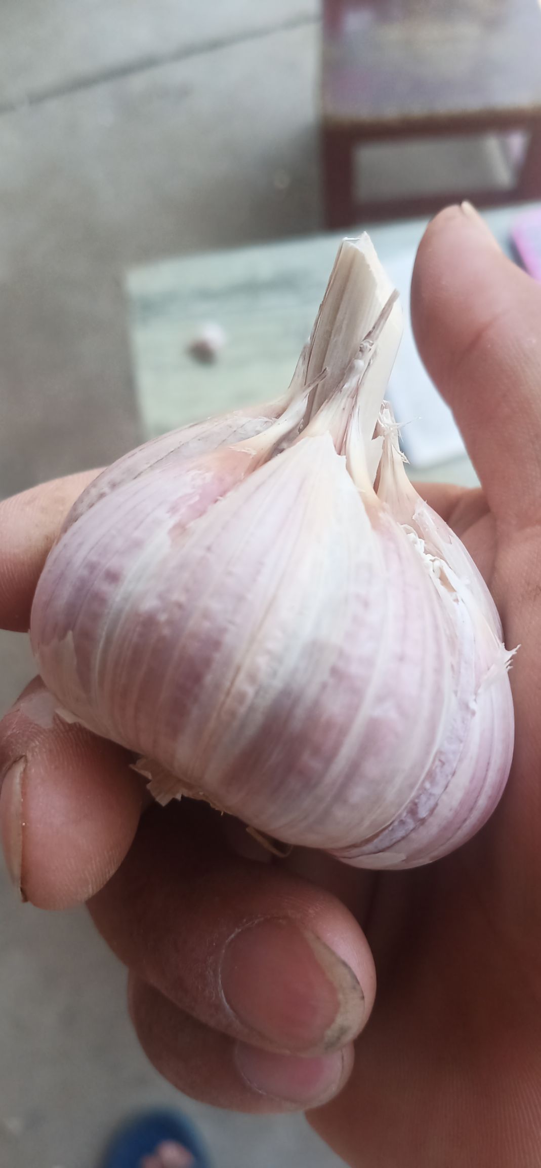 大蒜種子  蒜苗種子，四季紅根蒜苗種子，免費(fèi)提供技術(shù)