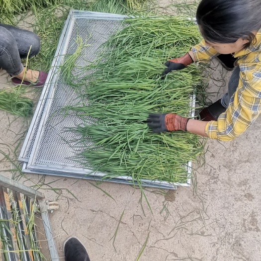岷县 2021优质提摩西烘干草