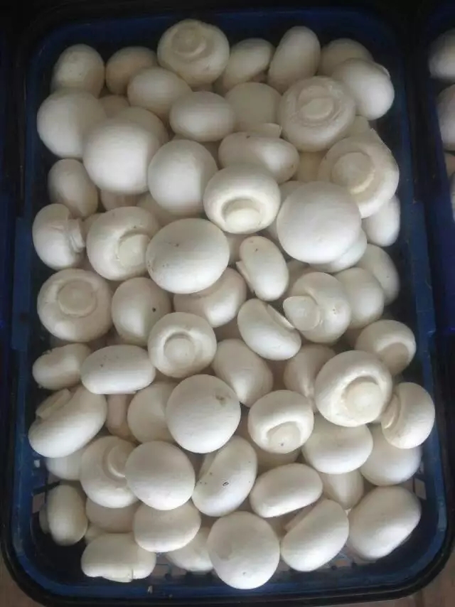 隆回县双鲍菇，长期大量供应优质鲜，干，盐渍杏鲍菇