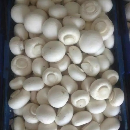 双鲍菇，长期大量供应优质鲜，干，盐渍杏鲍菇