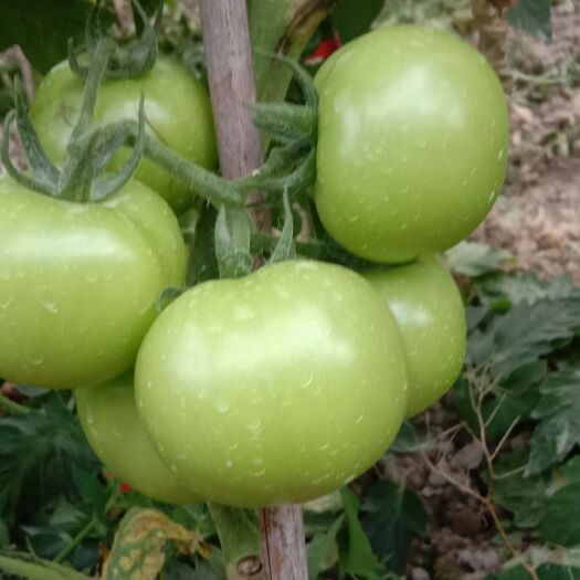 瓮安县硬粉西红柿 金石王子，石头蕃茄