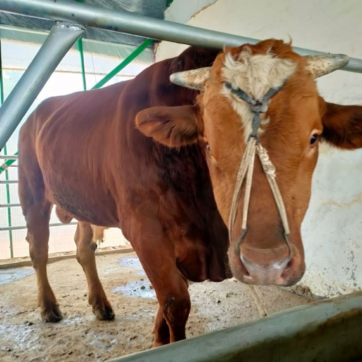 石首市牛杂交牛改良肉牛犊价格