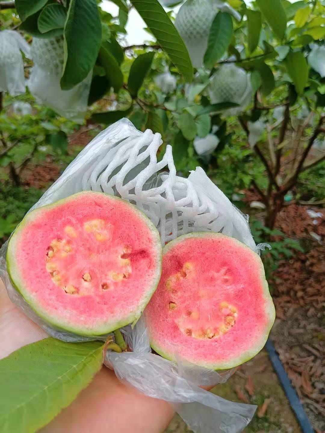 番石榴 红心芭乐大量现货供应