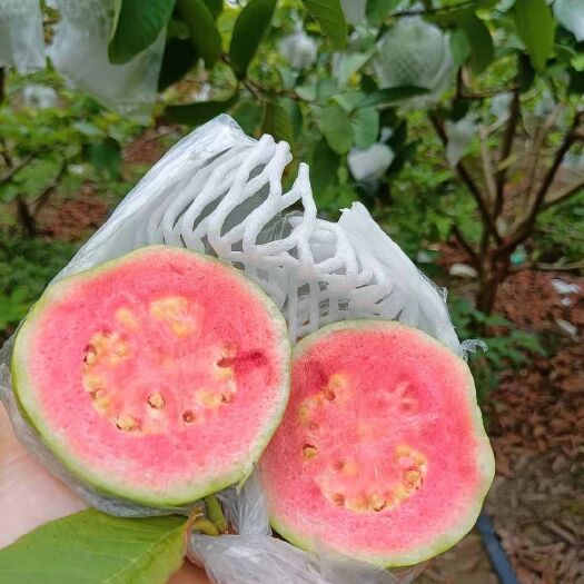 广州番石榴 红心芭乐大量现货供应