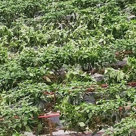 来凤县 新苗螺丝椒