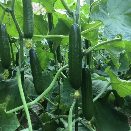 寿光市黄瓜种苗  无刺小黄瓜苗 水果黄瓜苗 荷兰无刺水果黄瓜苗