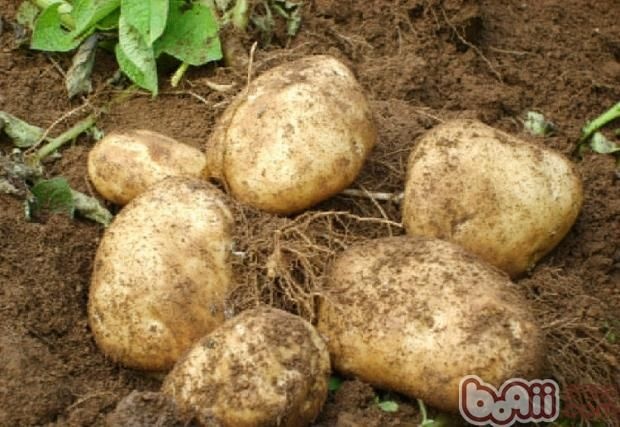 文水县希森 山西文水大量土豆供应欢迎老板咨询