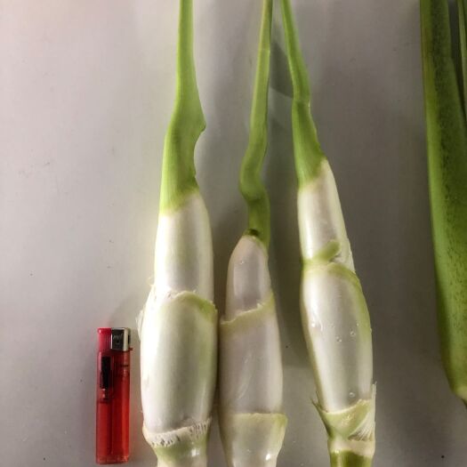 黄平县 茭白