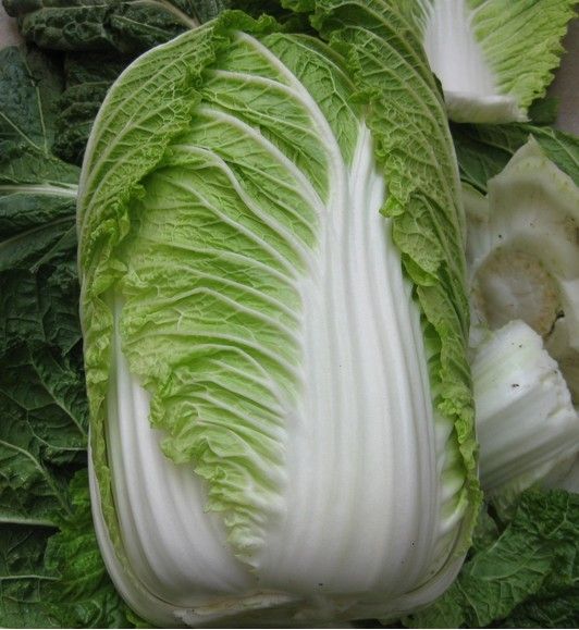 黄心大白菜  【基地直供】精品大白菜上市，基地直销天然无公害绿色蔬菜