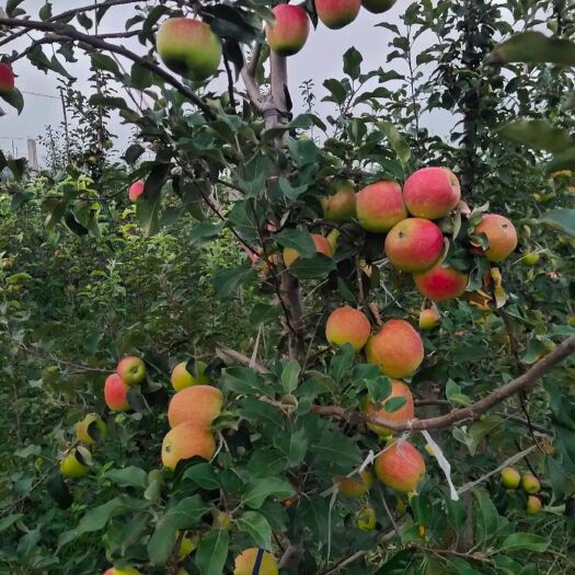睢宁县 华硕苹果