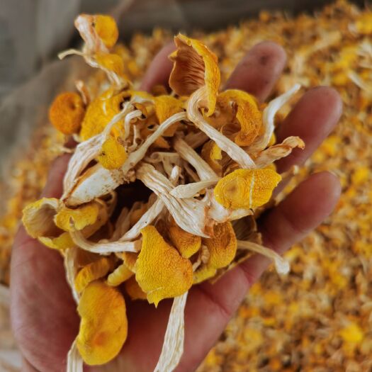 靖宇县鸡油菌，黄蘑干，剪脚烘干 ，保质保量，产地直发，大量有货。