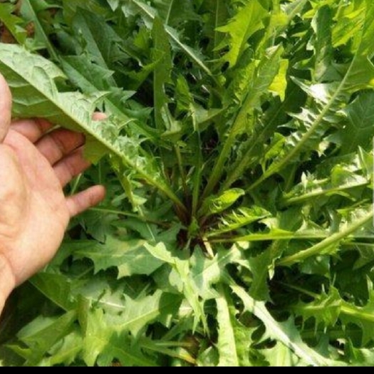 威宁县蒲公英根 质量标准