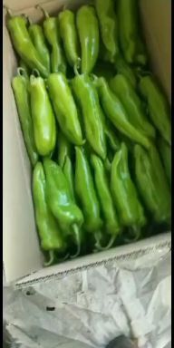 黄心娃娃菜 甘肃省张掖市甘州区 