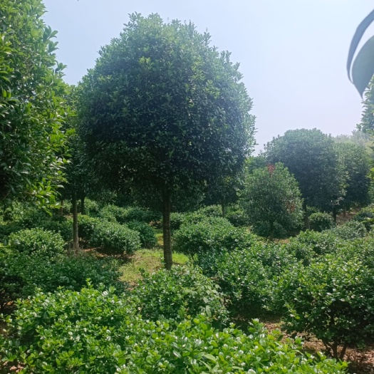 咸宁八月桂  桂花树高分枝桂花树四季长青秋天开花芬香醉人是园林优质用树