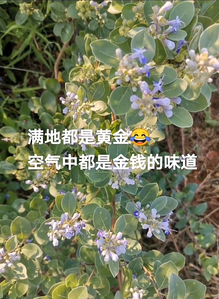 江西道地中藥材，單葉蔓荊子。