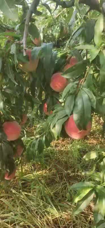 沂水县美脆桃  八号毛桃产地批发 北京八号毛桃大量上市 货源充足 一手货