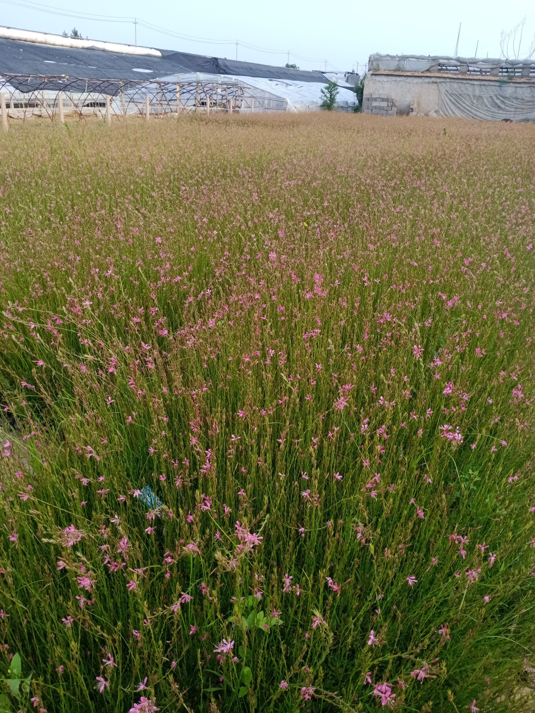 青州市二月兰 常年备有各类草花、宿根地被、绿化苗木、水生植物等数百个品种