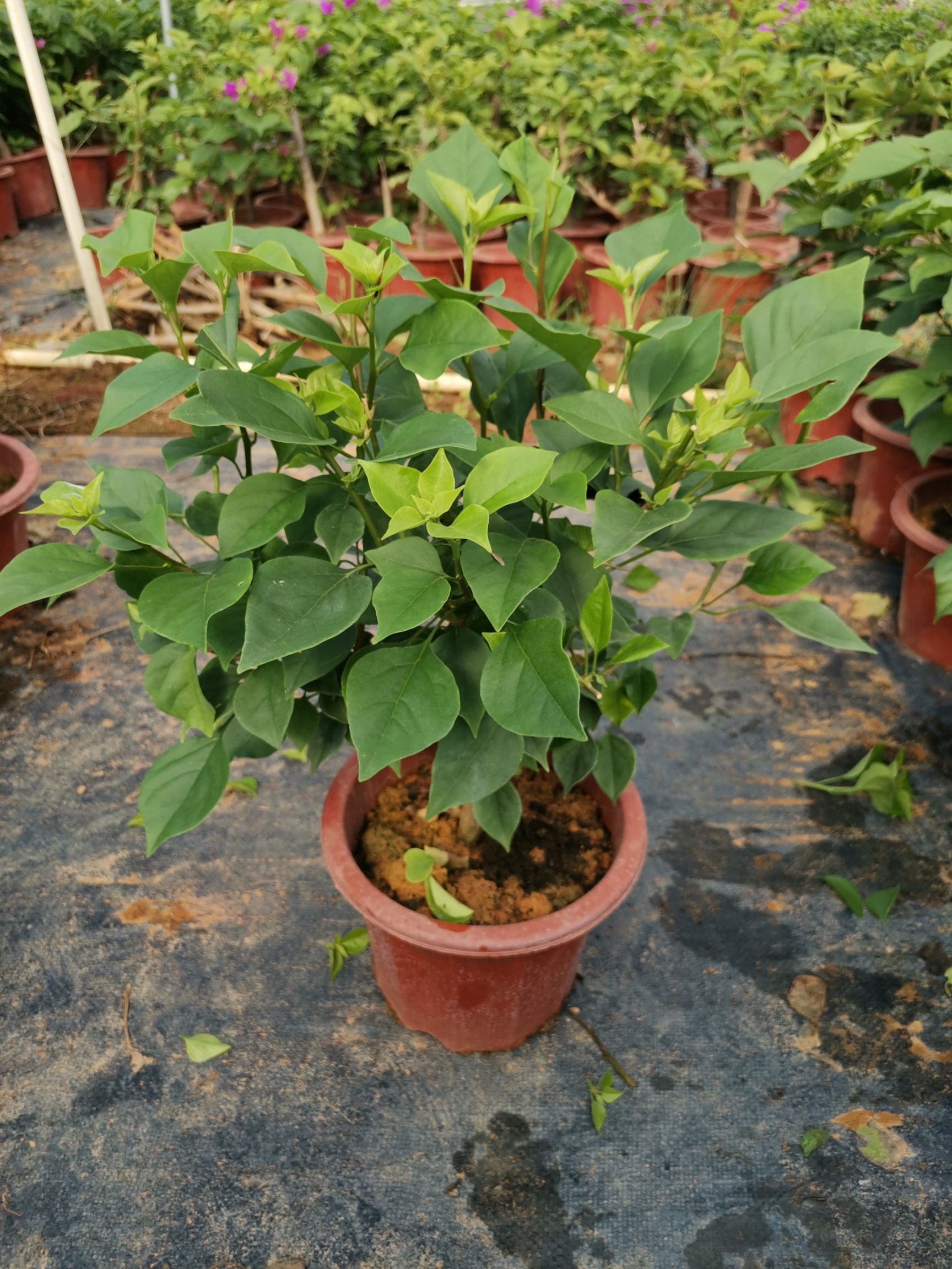  绿樱三角梅小红盆