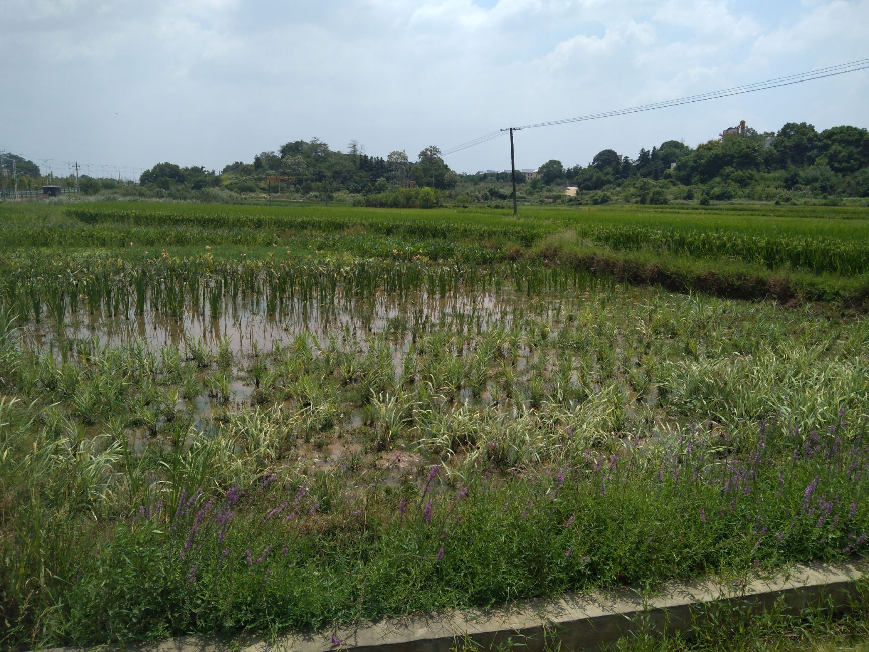 黄花鸢尾，黄菖蒲