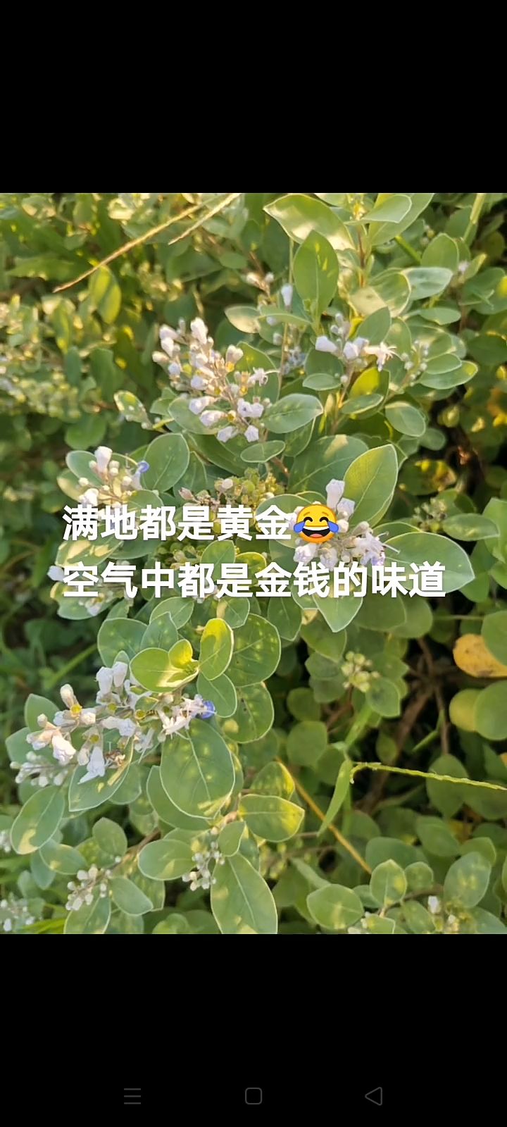 江西道地中藥材，單葉蔓荊子。