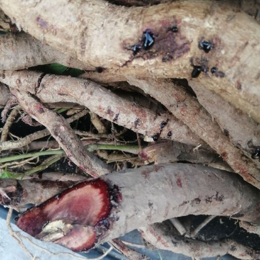  本地有大量千斤拔，整片山都是这种药材，的