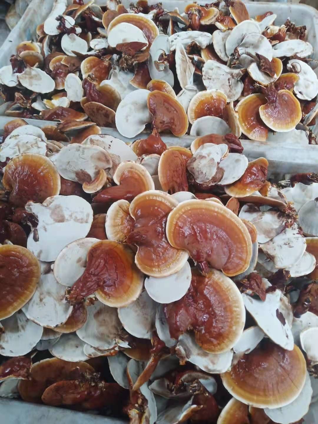 金边灵芝，黑灵芝不苦口感好菌香味浓郁金边灵芝，量大优惠