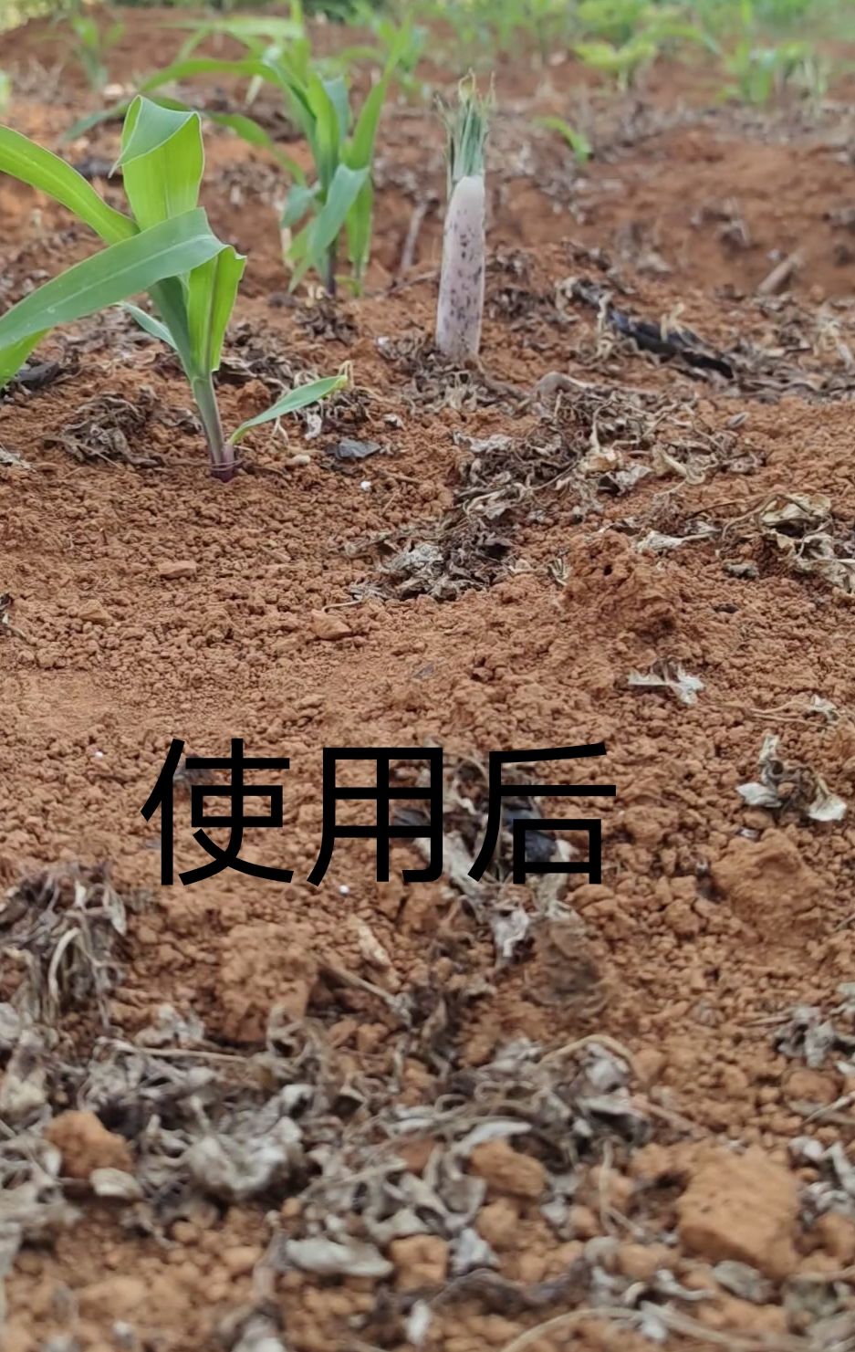 叶面肥  芋玉清  魔芋 玉米  苗后专用两不伤。