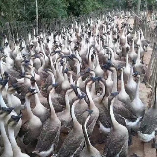 马钢鹅苗、阳江鹅苗，快递发货包邮包运费