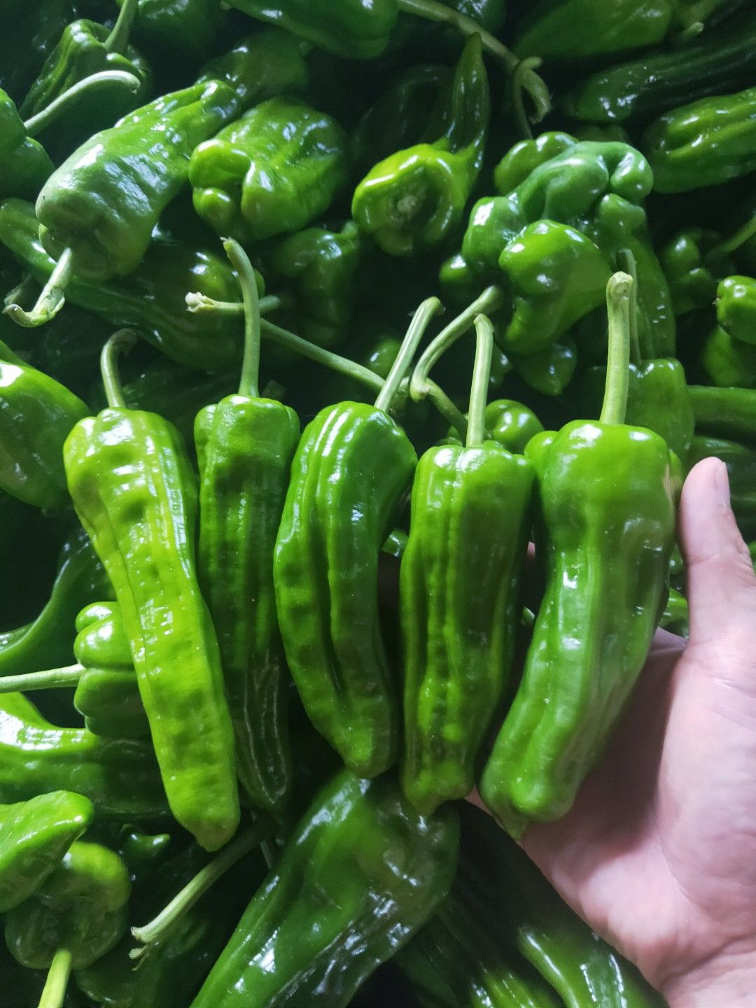 芜湖椒 红辣椒 线椒 蔬菜基地直供 诚信为本  保证质量