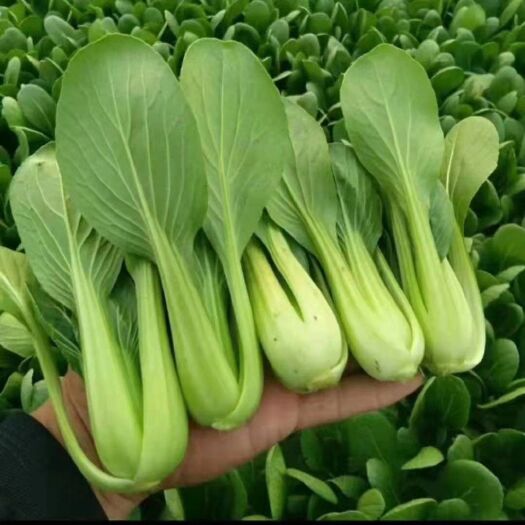 曹县上海青快菜小白菜油麦菜