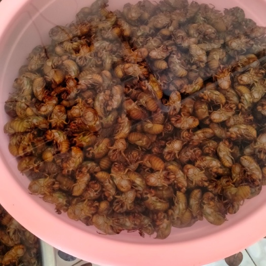 西安蝉蛹  唐僧肉，知了猴，节流鬼，爬叉，肉蛋