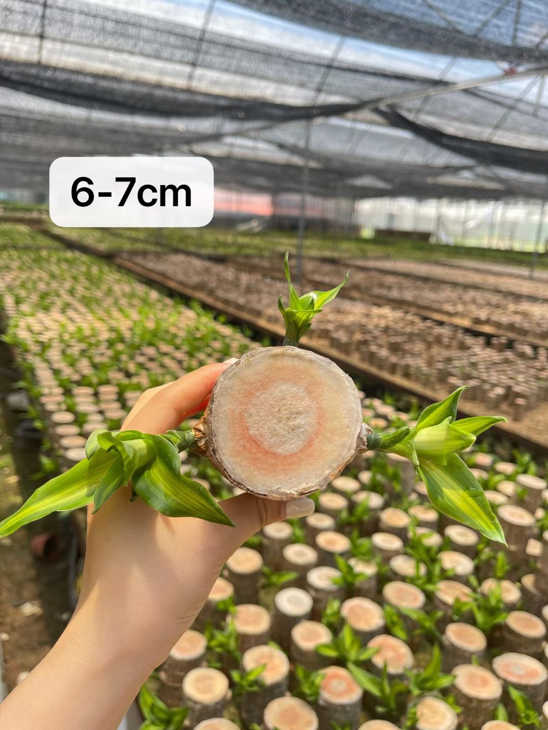 巴西木盆栽  网红巴西木幸运木批发