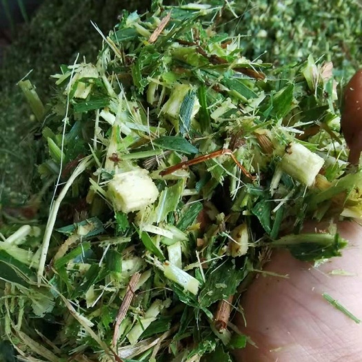 安义县玉米青贮  优质青储，牛羊好饲料