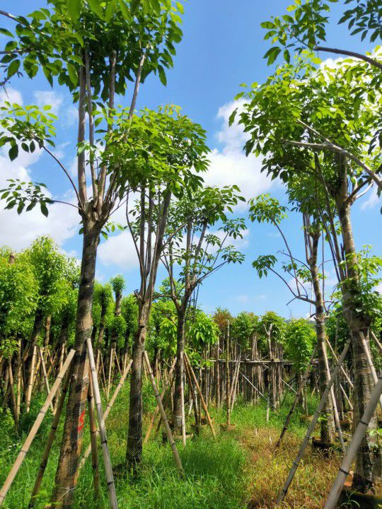 洋红风铃木 揭阳市直供5-15分红花风铃木