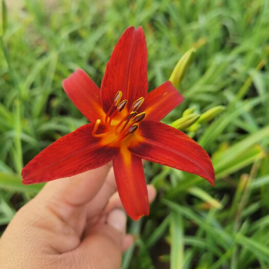 青州市大花萱草